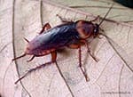 Cucaracha Americana