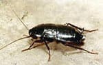 Cucaracha Oriental