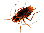 plaga de cucarachas